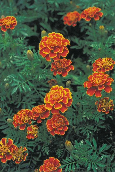 French marigold | plant | Britannica