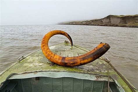 Extraction of Mammoth tusks in Siberia