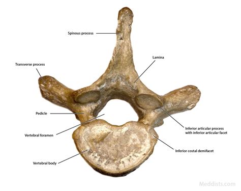 Anatomy of the Thorax → Thoracic Vertebral Column – Meddists.com