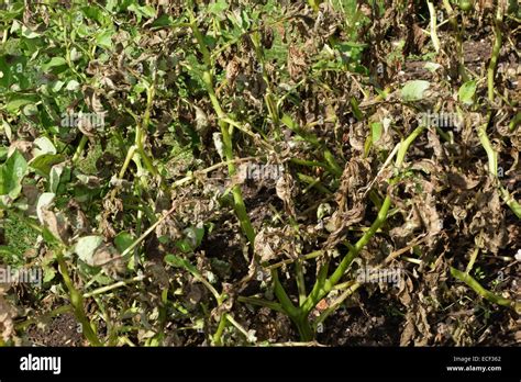 Potato late blight, Phytophthora infestans, damage to potato plants ...