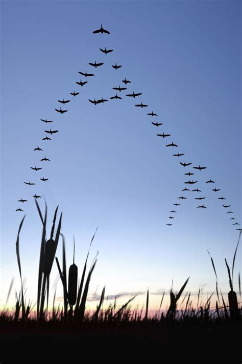 Migrating Canada geese You know why, when geese fly in V formation one line is longer than the ...