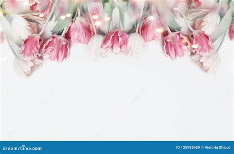 Lovely Pastel Color Tulips Border on White Background with Bokeh ...