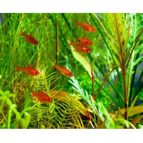 RED EMBER TETRA FISH | pair