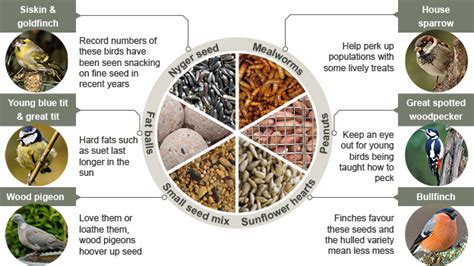 different types of bird seed