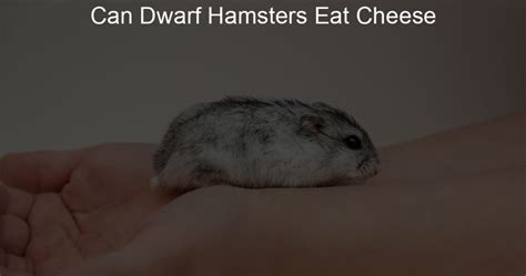 Can Dwarf Hamsters Eat Cheese - Lil Hamster Love