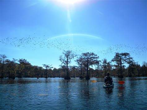 Kayaking Lake Chicot at Chicot State Park in Louisiana. Beautiful views and tons of wildlife ...