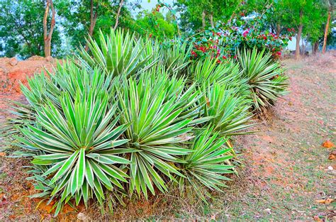 Agave angustifolia agave cactus Photograph by Geet Anjali - Pixels