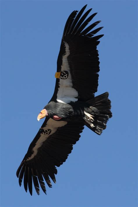California Condor Free Stock Photo - Public Domain Pictures