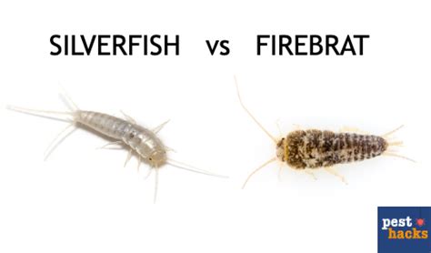 firebrat-vs-silverfish - Pest Hacks