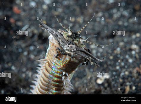 Bobbit Worm Eunice aphroditois Stock Photo - Alamy