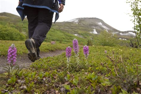 Alaska Hiking Tours | All Levels of Difficulty | Southcentral Alaska Hiking