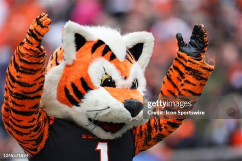 Cincinnati Bengals Mascot Photos and Premium High Res Pictures - Getty ...