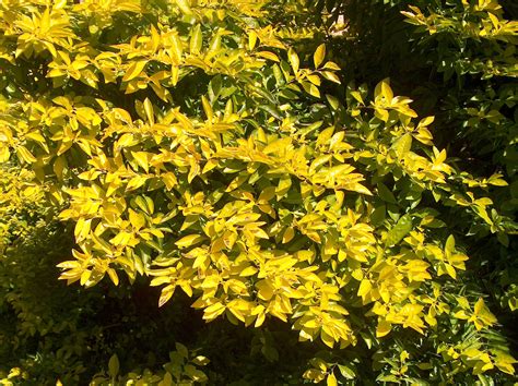 Duranta erecta 'Cuban Gold' / Cuban Gold Duranta | Planting flowers, Plants, Types of plants