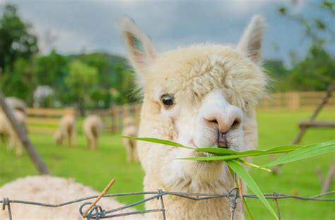 Alpacas of Montana to Host 'Alpaca Farm Days' on October 3 - 4