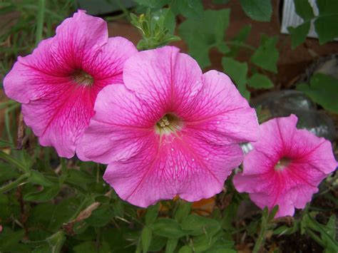 Free picture: pink, trumpet, flowers