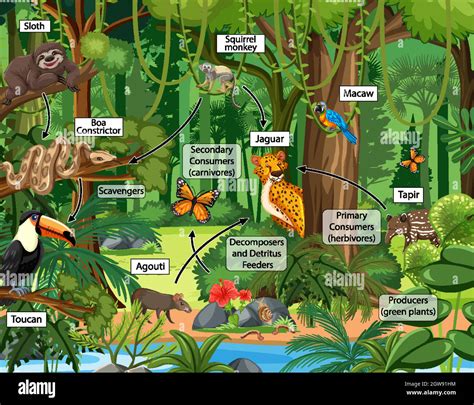 Food chain diagram concept on forest background Stock Vector Image & Art - Alamy