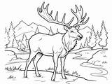 Coloring Page With Elk  sketch template
