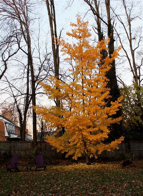 Ginkgo biloba 'Princeton Sentry' fall color | Deciduous trees, Ginkgo tree, Plants