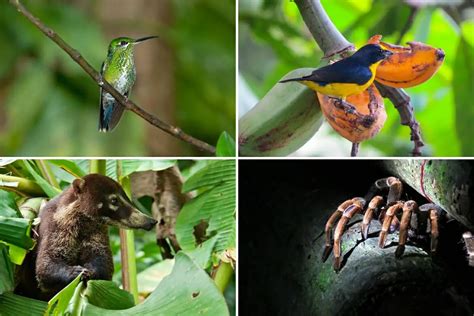 Costa Rica is one of the 25 Megadiverse Countries in the World