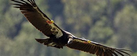 The California Condor is a Success Story for Conservation – GREEN WORLD ALLIANCE