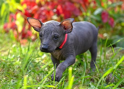 10 Hairless Dog Breeds You Still Want to Cuddle – PureWow