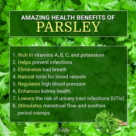 @curejoy on Instagram: “Parsley Can Play A Vital Part In Your Well-Being #parsley #benefits # ...