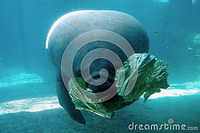 Manatee Eating Lettuce Stock Photo - Image: 55556808