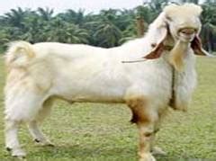 Live Stock :: Goat :: Breeds of Goat