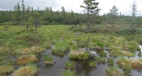 Bohemian Forest, here is how the Šumava peatlands are recreated