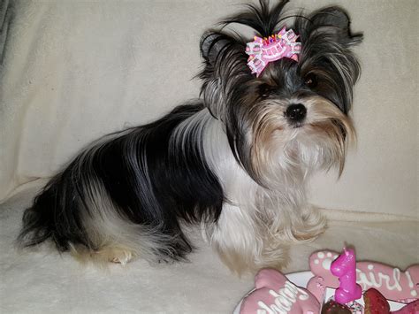 parti yorkies, yorkie puppies, yorkie puppy, yorkies for sale, parti yorkie | Yorkie, Yorkie ...