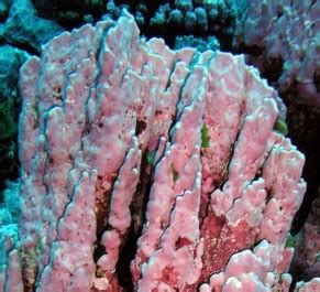 Holomua Marine Initiative | Crustose Coralline Algae