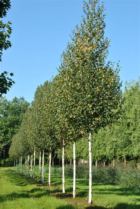 Betula albosinensis | Chinese red birch - Van den Berk Nurseries