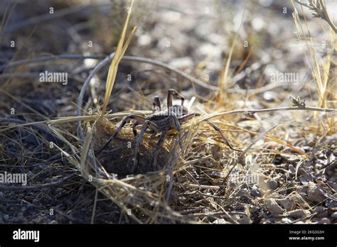 tarantula wolf spider Stock Photo - Alamy