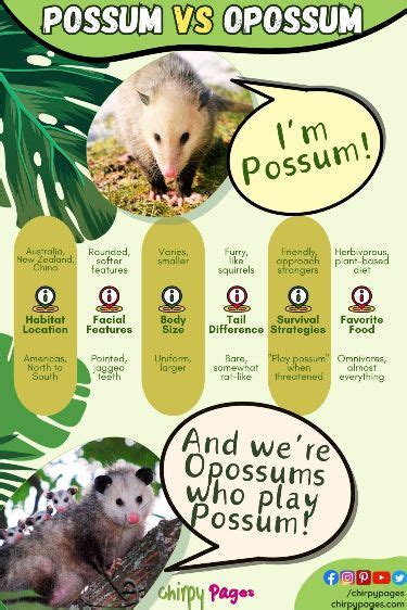 Possum vs Opossum Comparison - 6+ Key Differences