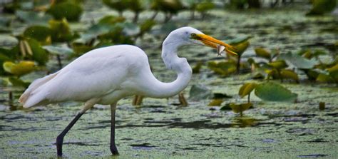 Feather Tailed Stories: Great Egret/Great Blue Heron