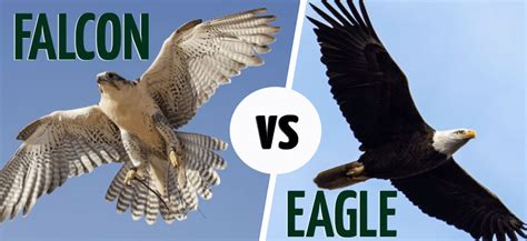 Falcon vs. Eagle: What’s the Difference? (With Pictures) - Optics Mag