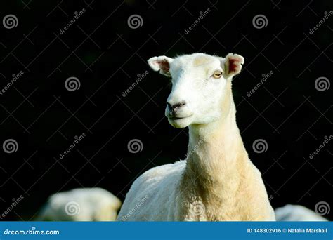 Portrait of a Sheep after Haircut. Free-range Farming, Sustainable ...