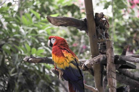 Macaw Parrot Free Stock Photo - Public Domain Pictures