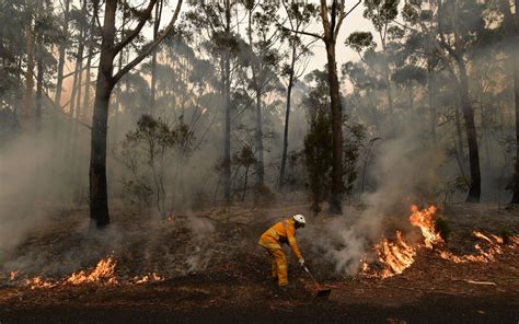 photos of australia fires - Google Search in 2020 | Forest fire, Fire, Australia