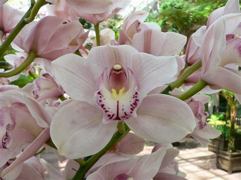 Flower Homes: Cymbidium Orchids Flowers