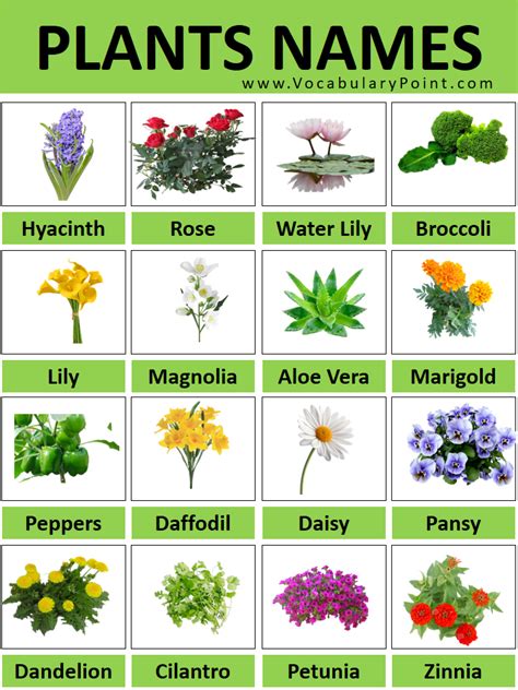 Beautiful Desert Plants With Names