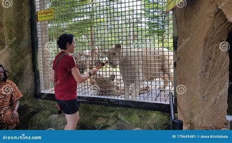 Visitors To the Zoo Feed the Lions in Cages Editorial Photo - Image of ...