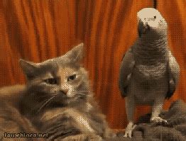 Cat Touching GIF - Find & Share on GIPHY