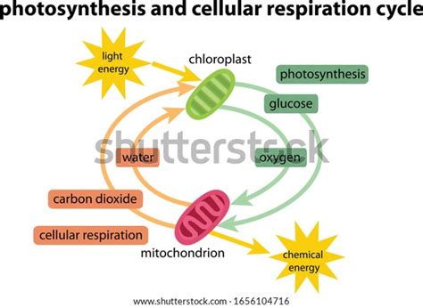 Diagram Photosynthesis Respiration Cycle Stock Vector (Royalty Free) 1656104716