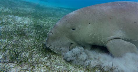 Manatee Eating Seagrass