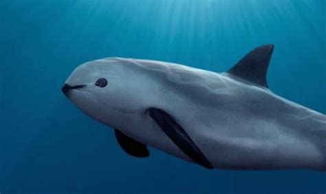 Vaquita Porpoise Update - Dire