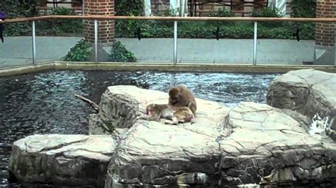 Central Park Zoo Animals around the Zoo - YouTube