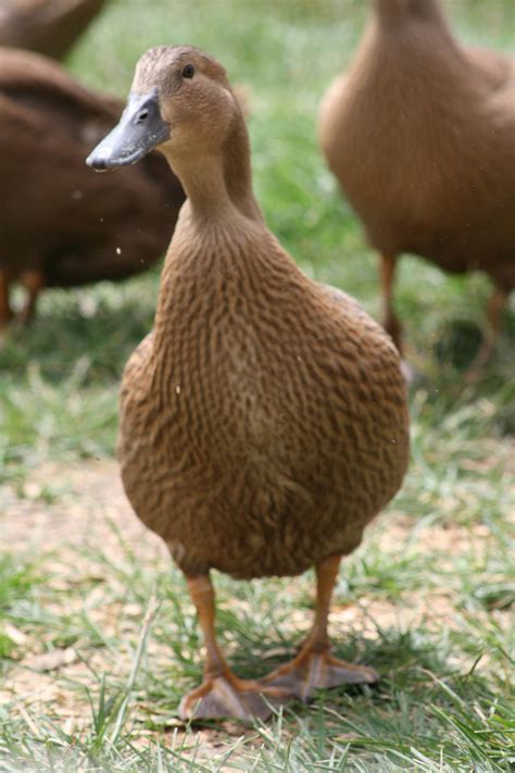 Muddy Duck Ranch | Rudyard MI