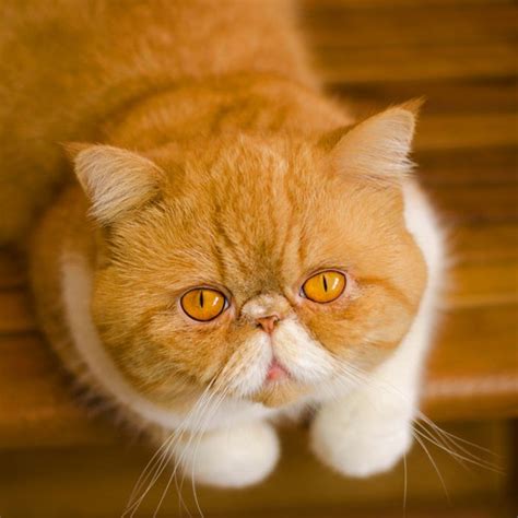 persian exotic shorthair : Biological Science Picture Directory – Pulpbits.net