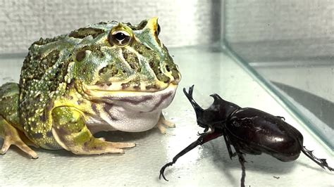 Frog Eating Bug